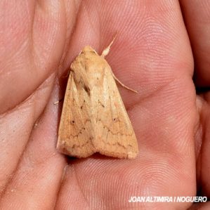 Mythimna vitellina
