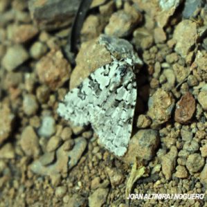 Nyctobrya muralis