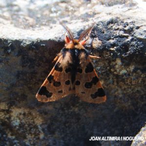 Ocnogyna zoraida