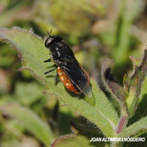 Odontomyia flavissima