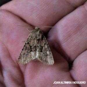 Oligia versicolor