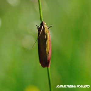 Oncocera semirubella