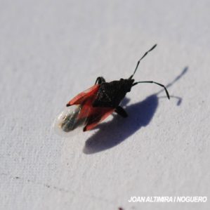 Oxycarenus lavaterae
