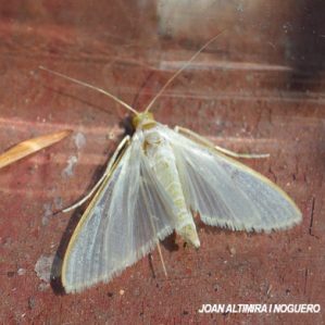 Palpita vitrealis