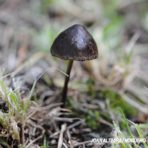 Panaeolus ater