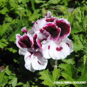 Pelargonium crispum.(Orn)