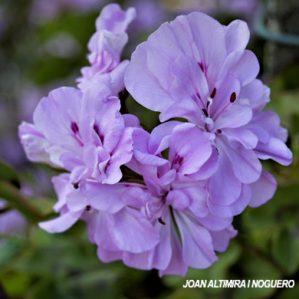 Pelargonium peltatum. (Orn)
