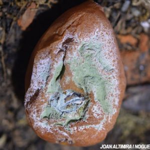 Penicillium expansum. (Pat)