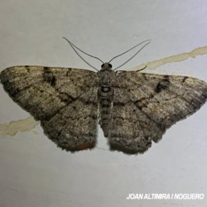 Peribatodes secundaria