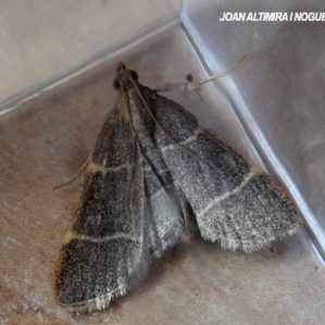 Perigune narbonea