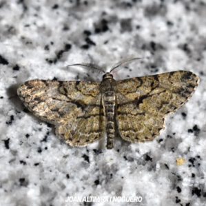 Peribatodes rhomboidaria
