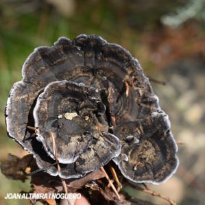 Phellodon niger