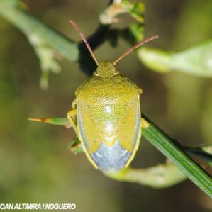 Piezodorus lituratus