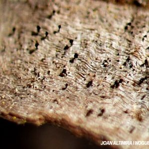Mycocalicium llimonae