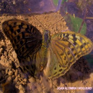 Argynnis pandora