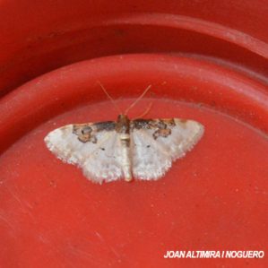 Idaea rusticata
