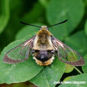 Hemaris tityus