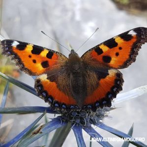 Aglais urticae