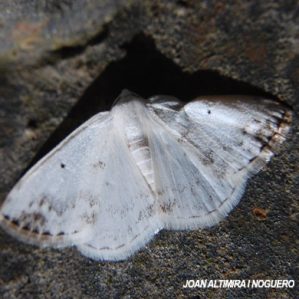 Lomographa temerata