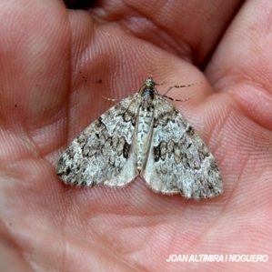 Thera juniperata