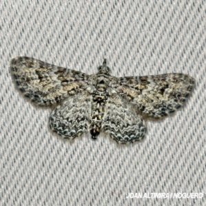 Protoboarmia porcelaria