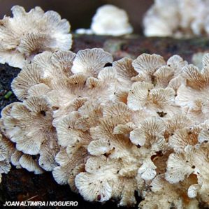 Plicaturopsis crispa
