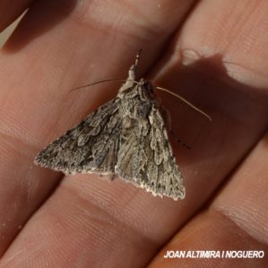 Polia nebulosa