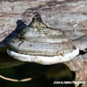 Polyporus fomentarius
