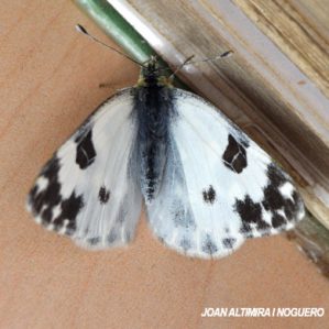Pontia daplidice