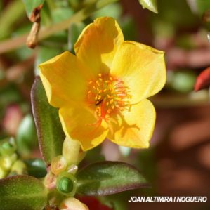 Portulaca umbraticola. (Orn)