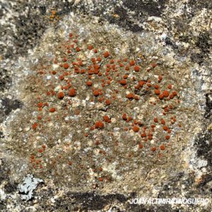 Protoblastenia rupestris