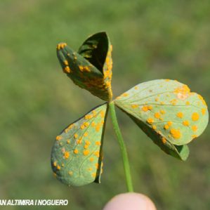 Puccinia oxalidis. (Pat)