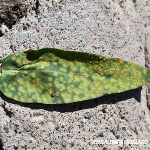 Puccinia behenis. (Pat)