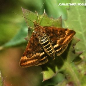 Pyrausta despicata