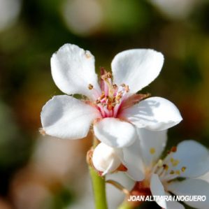 Rhaphiolepis umbellata. (Orn)