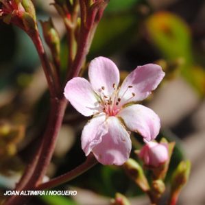 Rhaphiolepis indica. (Orn)