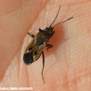Rhyparochromus vulgaris