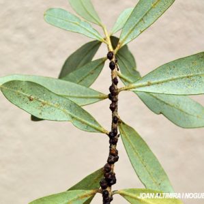 Saissetia oleae