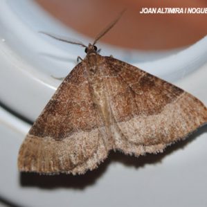 Scotopteryx chenopodiata