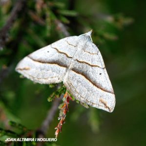 Scotopteryx luridata