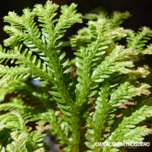 Selaginella kraussiana. (Orn)