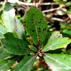 Ruptoseptoria unedonis. (Pat)
