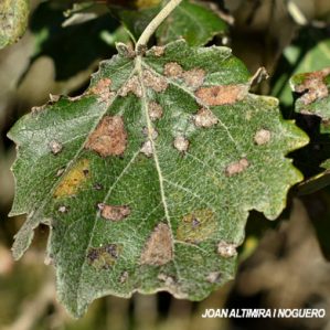 Septoria populi. (Pat)