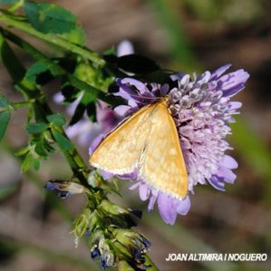 Sitochroa verticalis