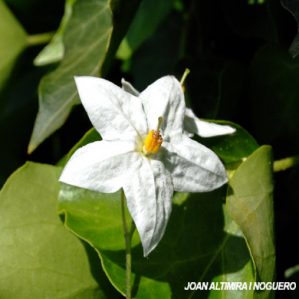 Solanum jasminoides. (Orn)