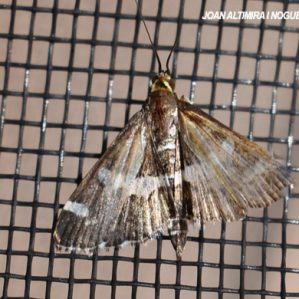 Spoladea recurvalis