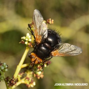Tachina grossa