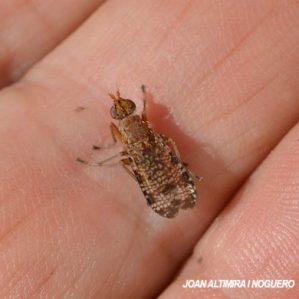 Tephritis vespertina