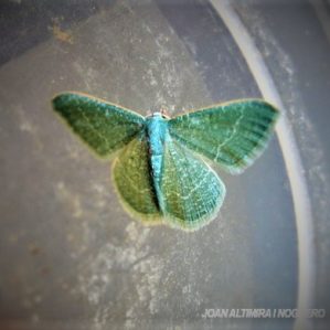 Thetidia smaragdaria