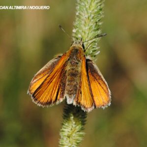 Thymelicus sylvestris